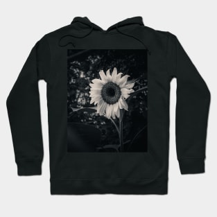 Sunflower in the Dark. Black and White Photograph Hoodie